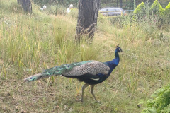 IMG_20250722_153804970